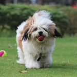 Lhasa Apso 04