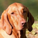 Magyar Vizsla 01