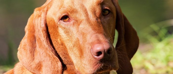 Magyar Vizsla 01
