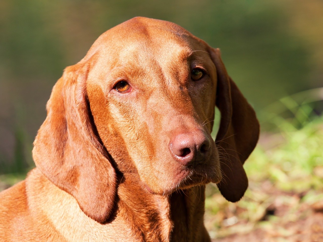 The Magyar Vizsla: A Loyal and Energetic Companion 5 Magyar Vizsla Size
