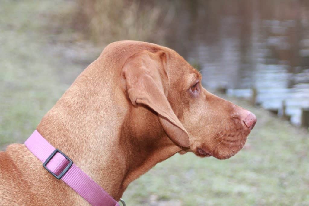 Magyar Vizsla 02