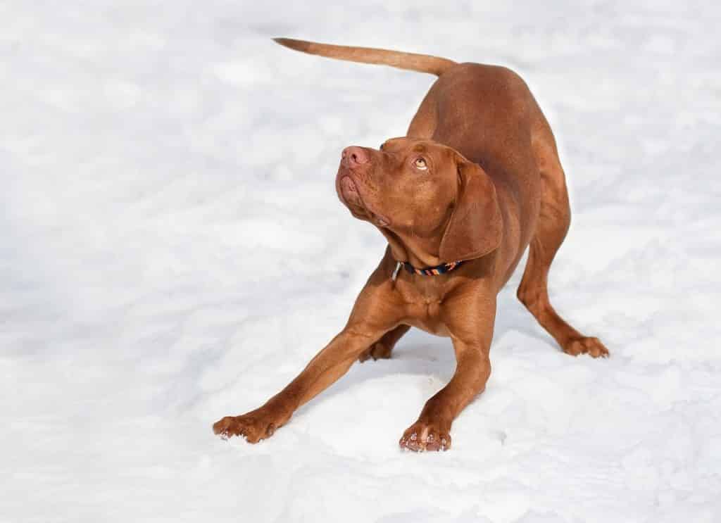 Magyar Vizsla 04