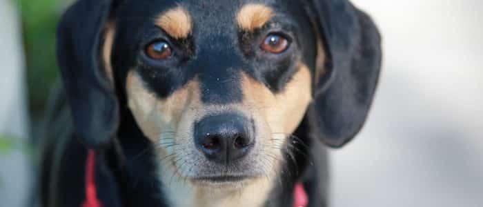 Manchester Terrier 01