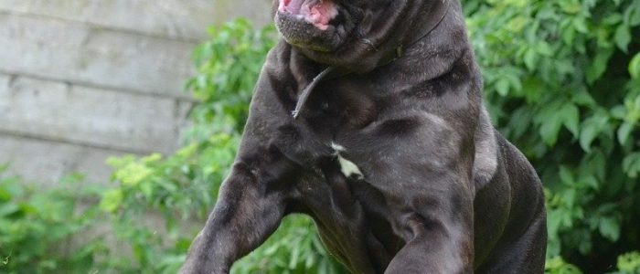 Mastino Napoletano