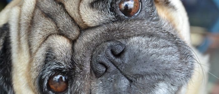 Mops 04