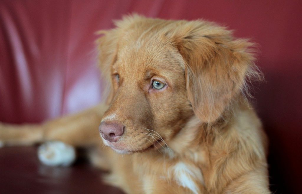 Nova Scotia Duck Tolling Retriever 01