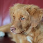 Nova Scotia Duck Tolling Retriever 01