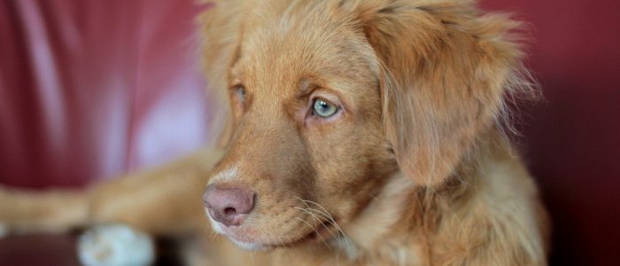 Nova Scotia Duck Tolling Retriever 01