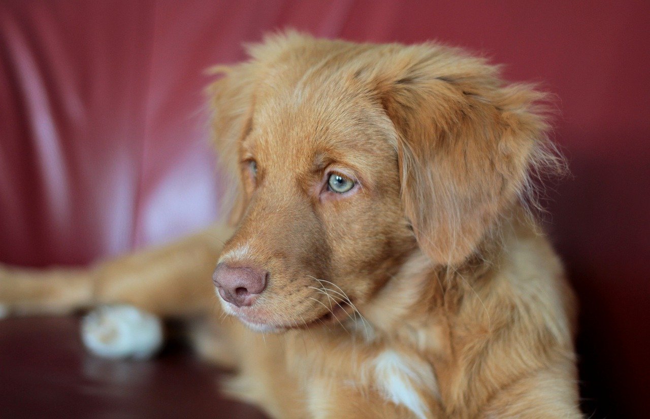 Nova Scotia Duck Tolling Retriever ☀️ Rasseportrait, Wesen / Charakter, Züchter