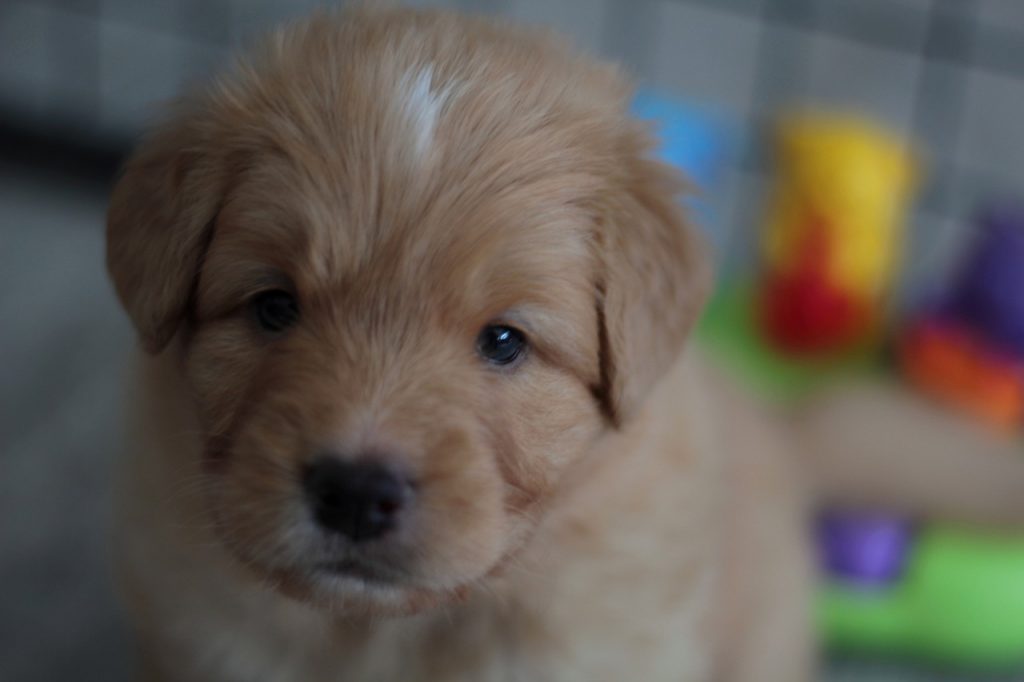 Nova Scotia Duck Tolling Retriever 02