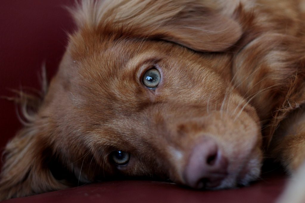 Nova Scotia Duck Tolling Retriever ☀️ Rasseportrait, Wesen / Charakter, Züchter