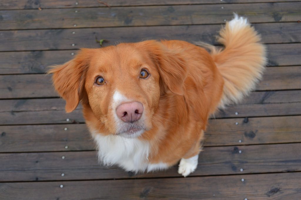 Nova Scotia Duck Tolling Retriever 04