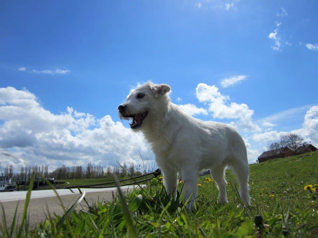 Parson Russell Terrier 01