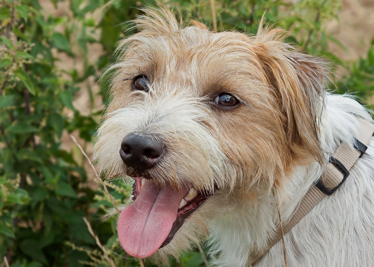 Parson Jack Russell Terrier ☀️ » Rasseportrait, Wesen / Charakter, Züchter