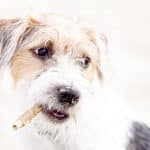 Parson Russell Terrier 04