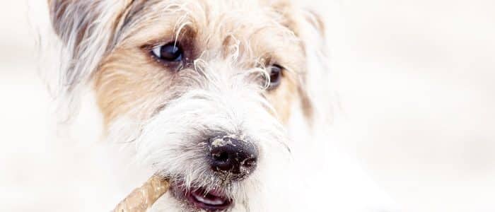 Parson Russell Terrier 04