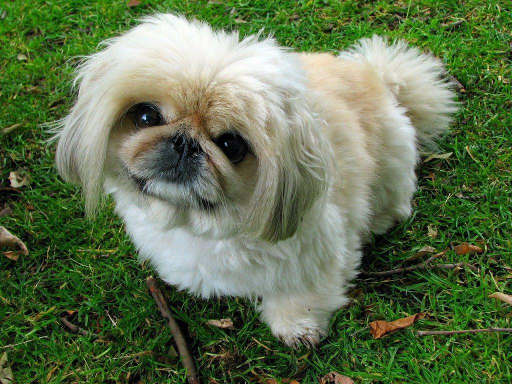 Pekingese 01