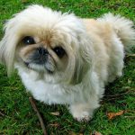 Pekingese 01