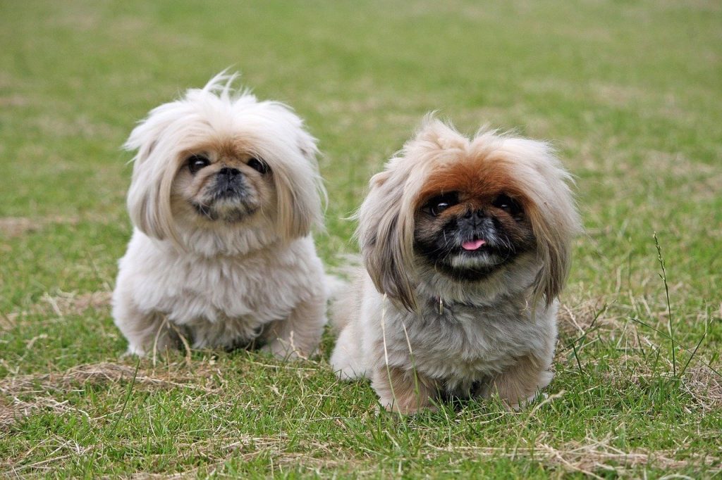 Pekingese 02