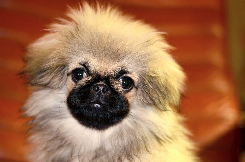 Pekingese 03