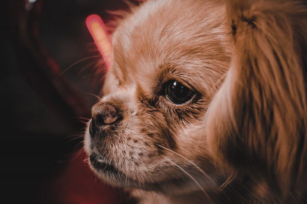 Pekingese 04