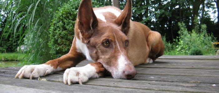 Pharaoh Hound 01