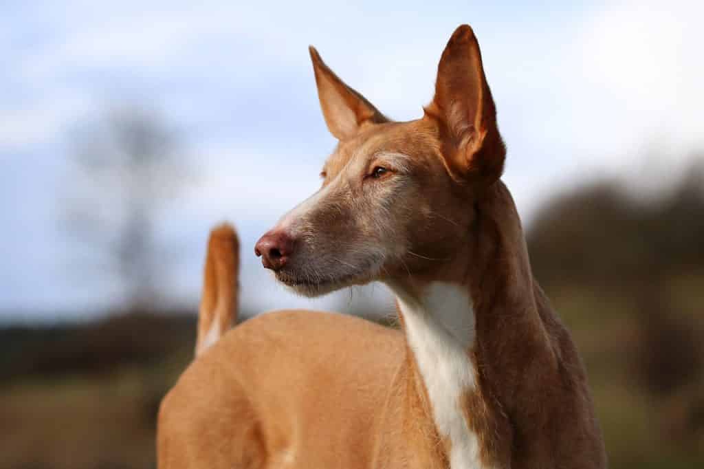 Podenco 02