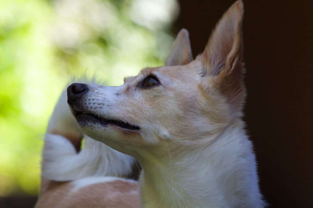 Podenco 03