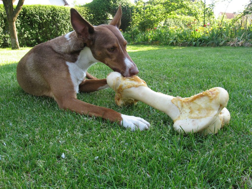 Podenco 04