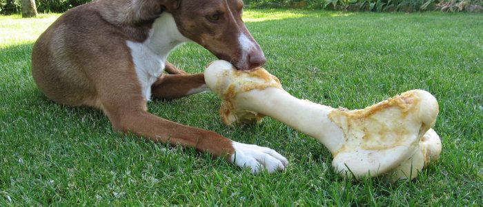 Podenco 04