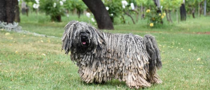 Puli 04