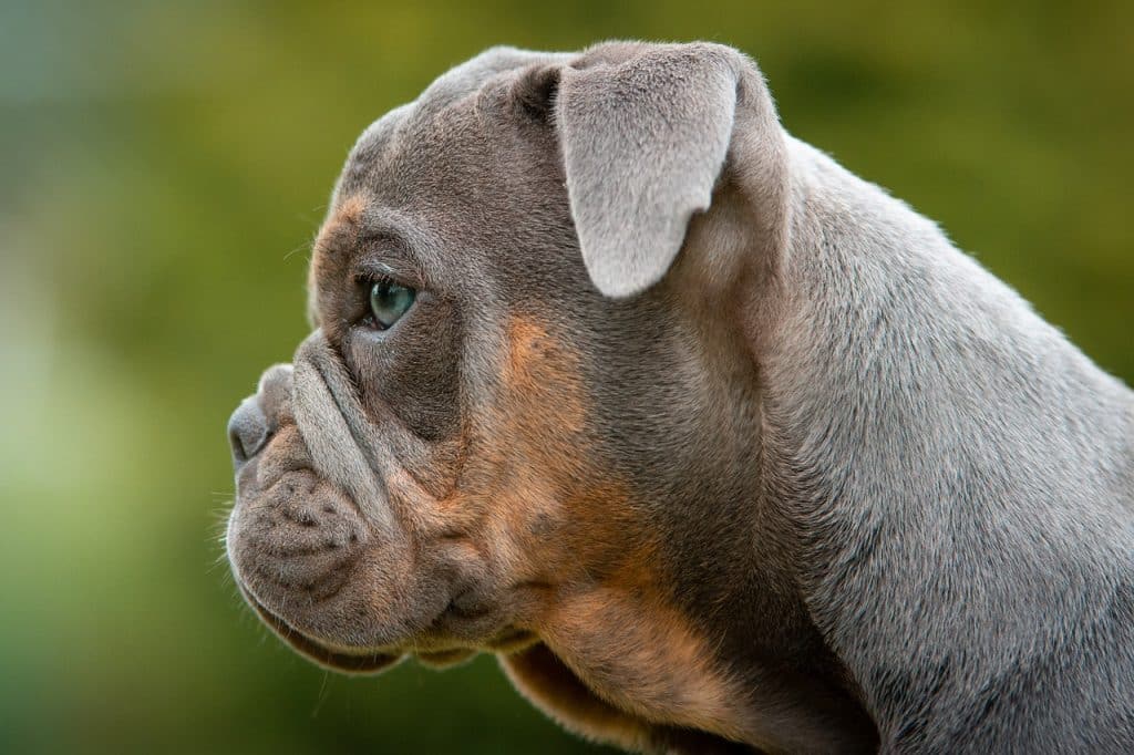 Ein Bulldogge