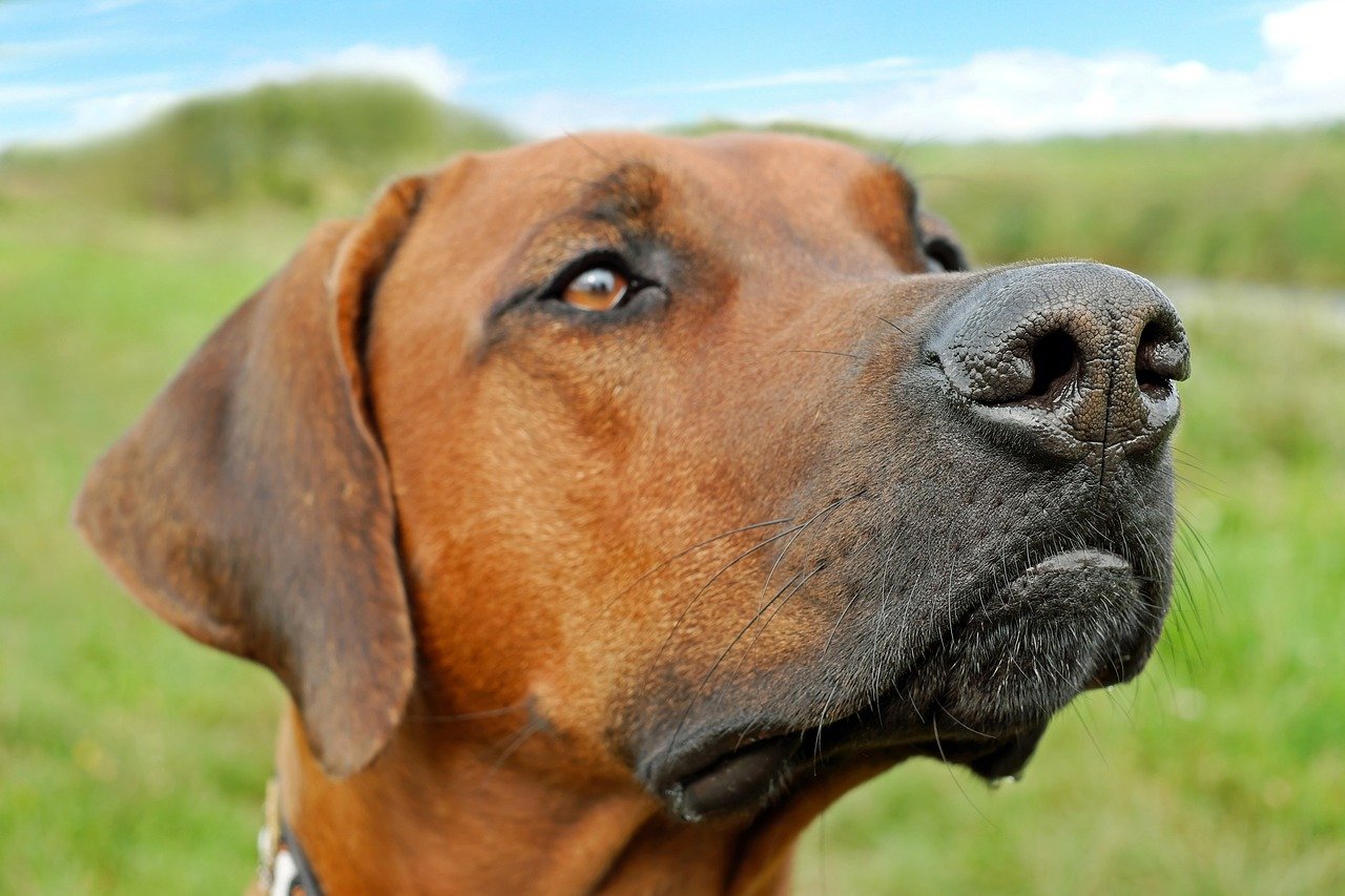 rhodesian-ridgeback-rasseportrait-wesen-charakter-z-chter