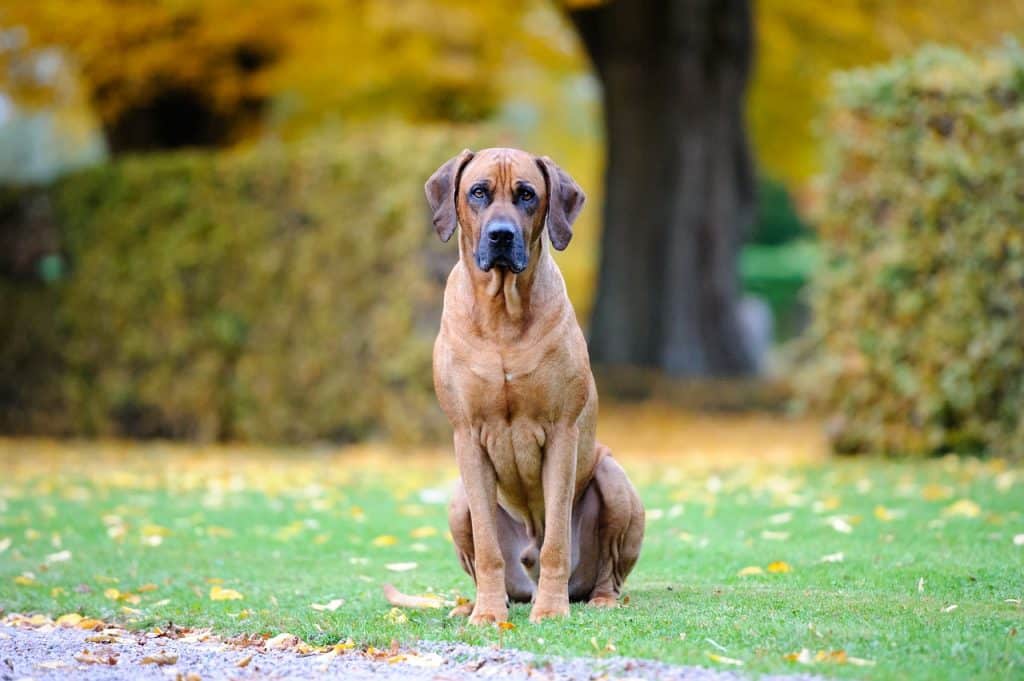 Rhodesian Ridgeback 02