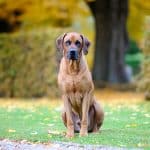 Rhodesian Ridgeback 02