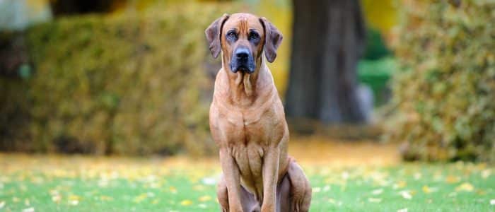 Rhodesian Ridgeback 02