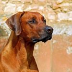 Rhodesian Ridgeback 04