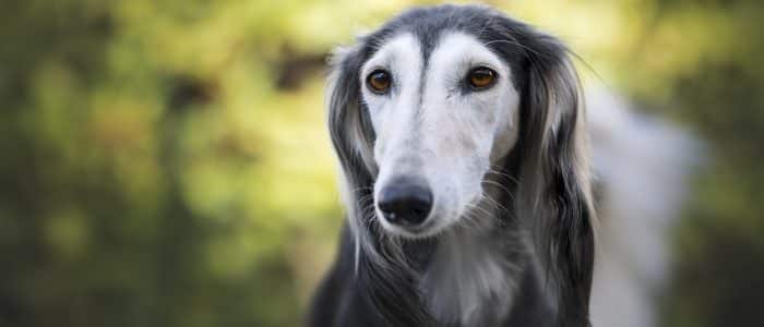 Saluki 02