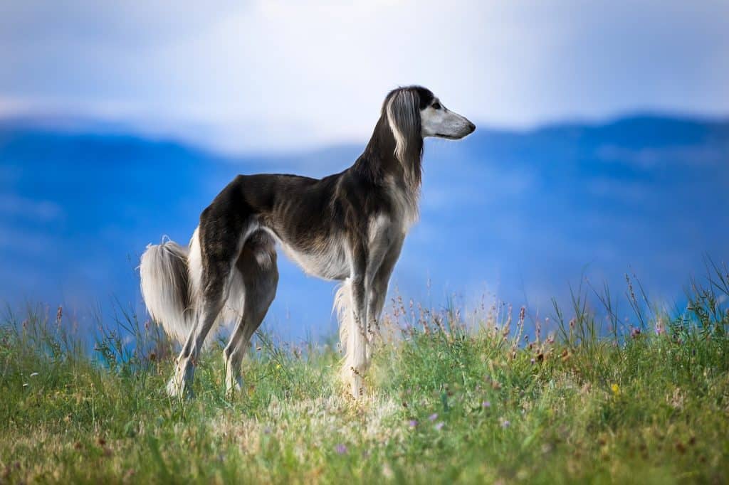 Saluki 03