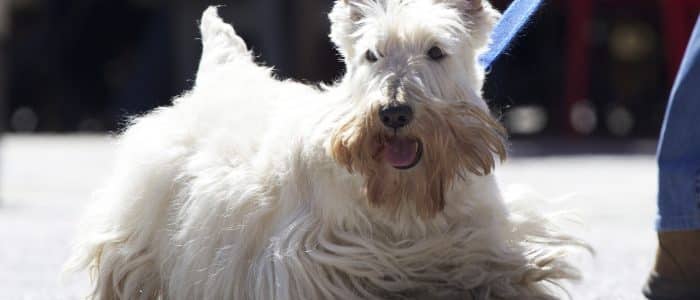 schottischer terrier