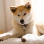 Shiba Inu