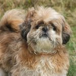 Shih Tzu