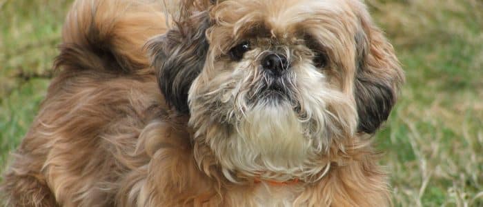Shih Tzu