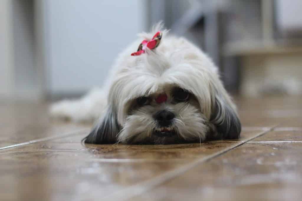 Shih Tzu 04