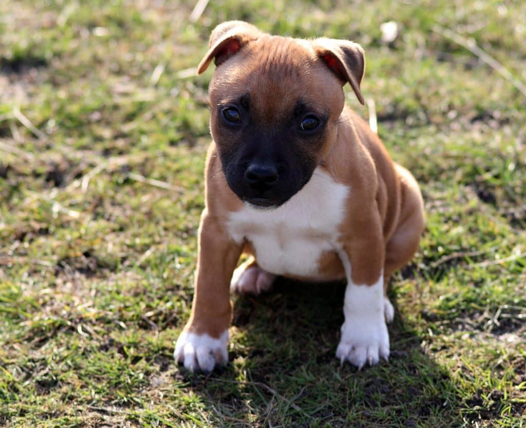 Staffordshire Bullterrier 01