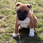 Staffordshire Bullterrier 01