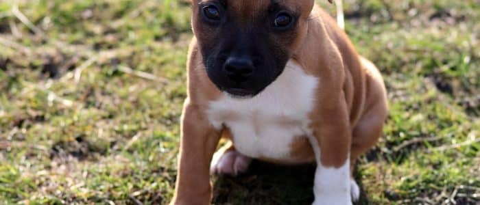 Staffordshire Bullterrier 01