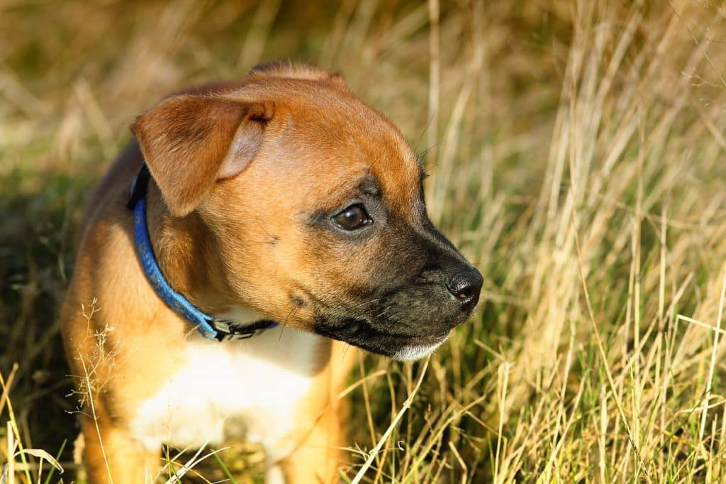 Staffordshire Bullterrier 03