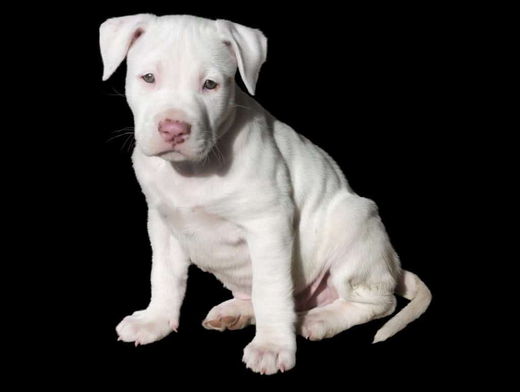 Staffordshire Bullterrier 04