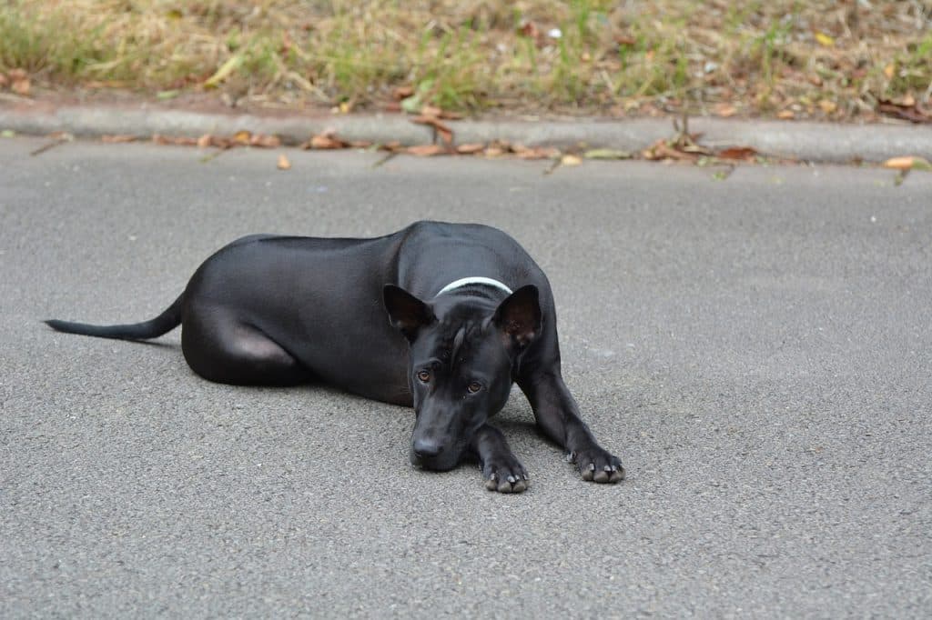 Thai Ridgeback 02